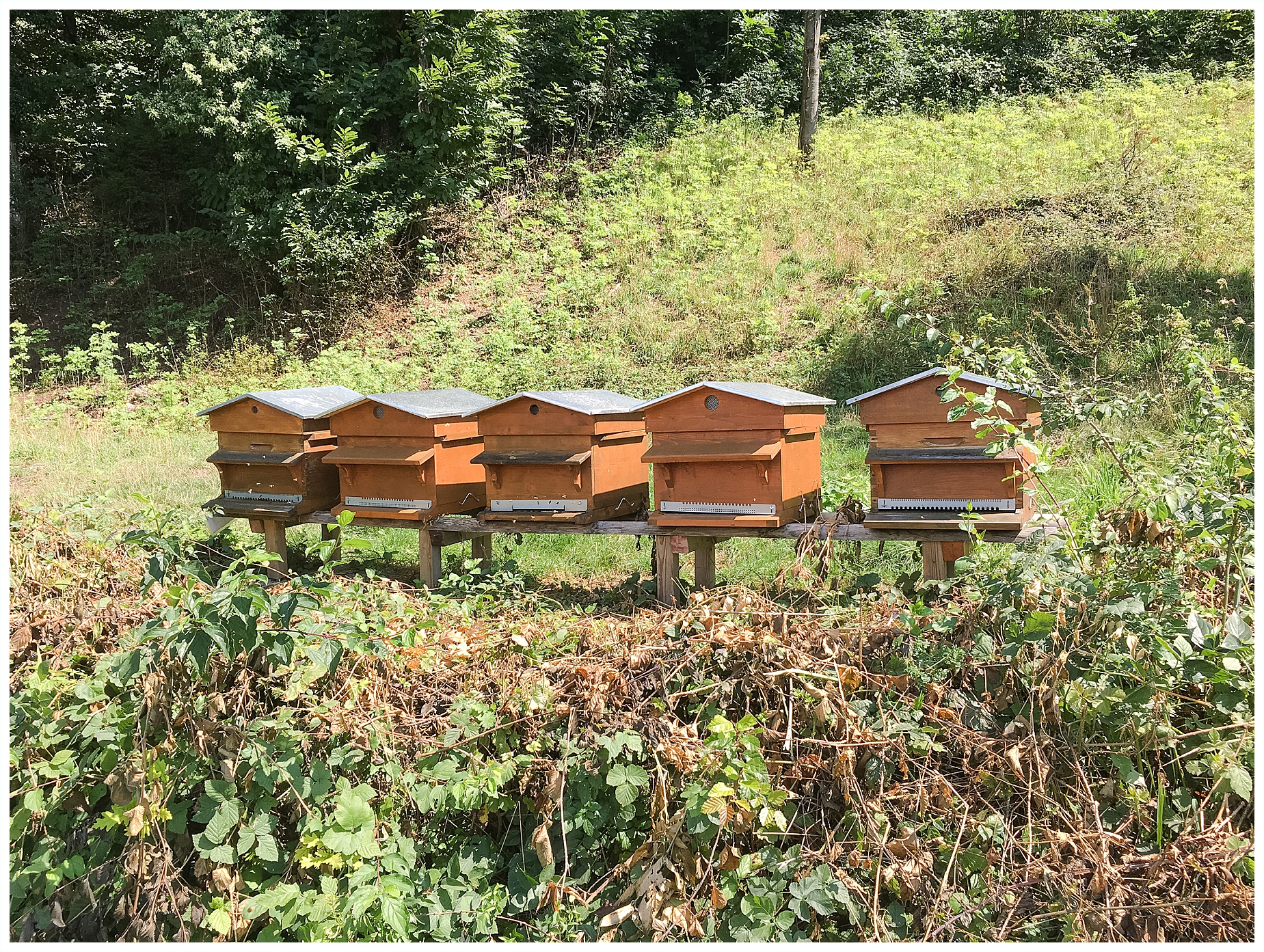 Travel Series Switzerland Ollon beehives