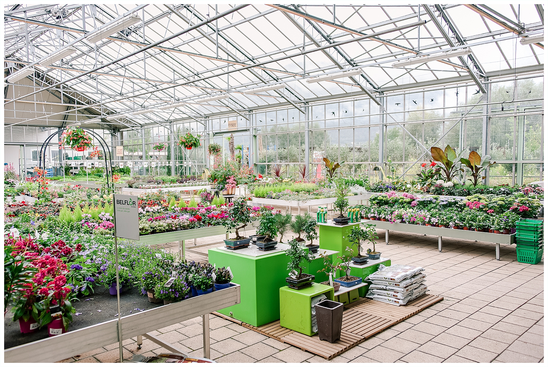 Garden Centre Indoor plants